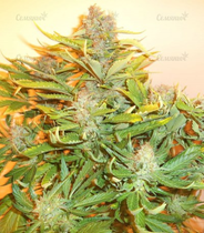 1648147280471.png 1648147280471.png