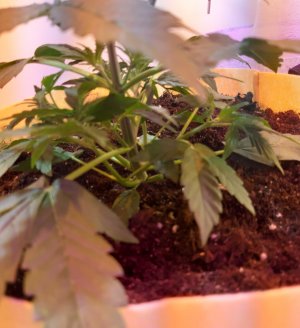 20220325_085407.jpg 20220325_085407.jpg