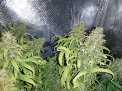 IMG_20220326_134217_689.jpg IMG_20220326_134217_689.jpg