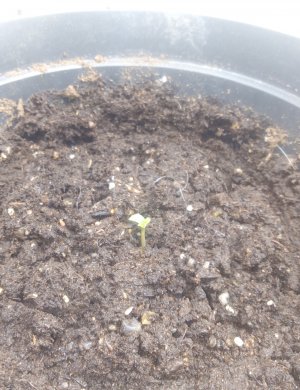 IMG_20220327_194800.jpg IMG_20220327_194800.jpg