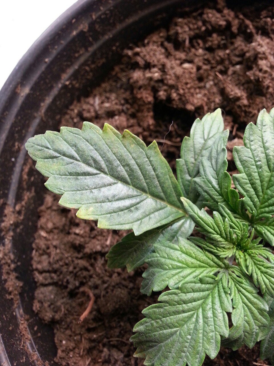 IMG_20220327_133456_882.jpg IMG_20220327_133456_882.jpg