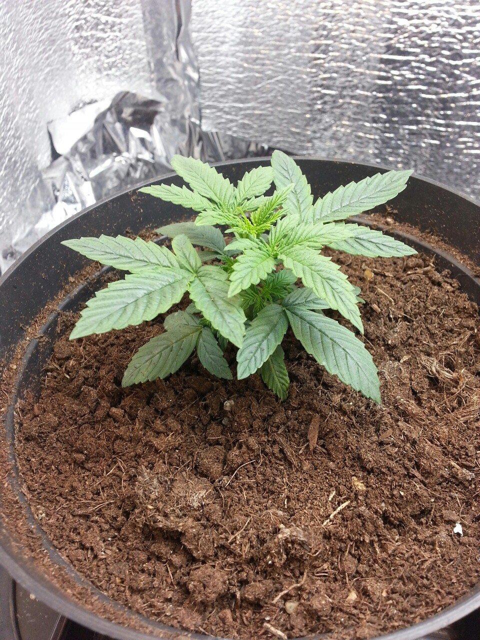 IMG_20220327_133454_306.jpg IMG_20220327_133454_306.jpg