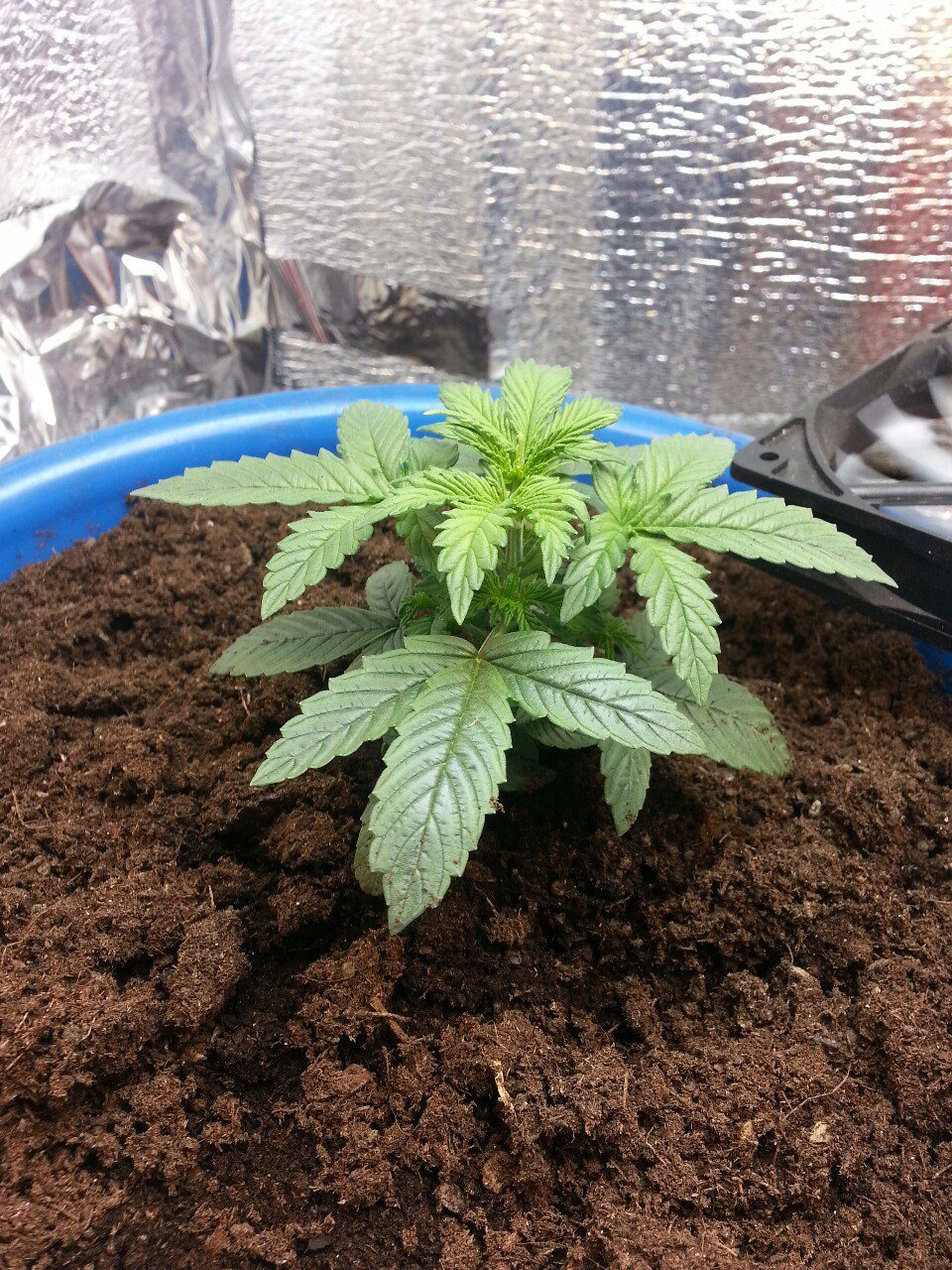 IMG_20220327_133449_495.jpg IMG_20220327_133449_495.jpg