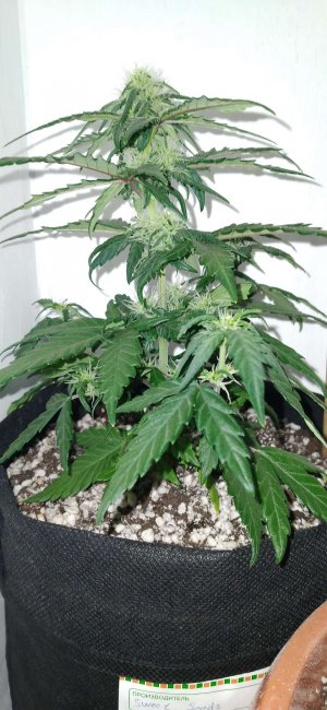 Compress_20220321_215934_4238.jpg Compress_20220321_215934_4238.jpg