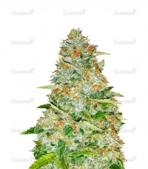sort-Gorilla-Glue-Monster-Genetics-seeds__ihvdUsLh65ac6JoU.jpg sort-Gorilla-Glue-Monster-Genetics-seeds__ihvdUsLh65ac6JoU.jpg