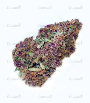 MONSTER-PEBBLES-kannabis__8wnpKeYa0gWQQGR8.jpg MONSTER-PEBBLES-kannabis__8wnpKeYa0gWQQGR8.jpg