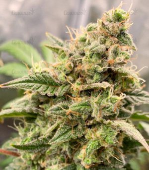 Monster-Gelato-Auto-fem-kannabis__8hHyPnghYlLhWs4R.jpg Monster-Gelato-Auto-fem-kannabis__8hHyPnghYlLhWs4R.jpg