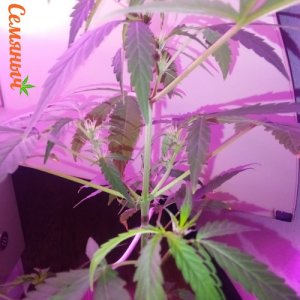 IMG_29032022_012640_(500_x_500_пиксель).jpg IMG_29032022_012640_(500_x_500_пиксель).jpg