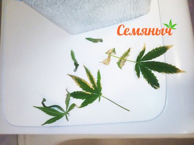 Огарки.jpg Огарки.jpg