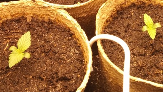 IMG_20220329_105142.jpg IMG_20220329_105142.jpg