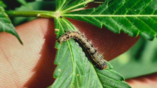 1648847484433.png 1648847484433.png