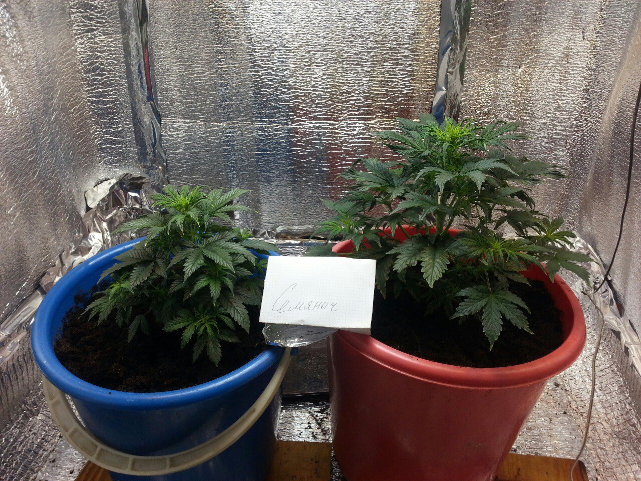 IMG_20220403_070351_834.jpg IMG_20220403_070351_834.jpg