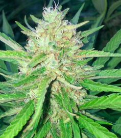 1648983709613.png 1648983709613.png