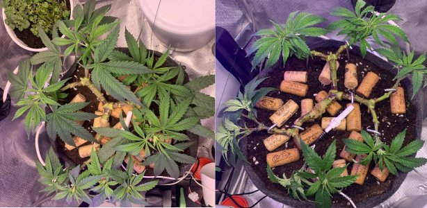 16-17.03.jpg 16-17.03.jpg