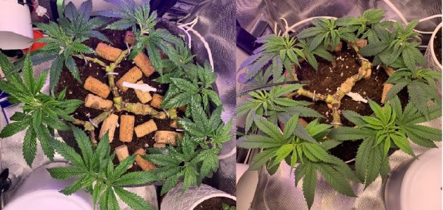 19.03- 21.03.jpg 19.03- 21.03.jpg