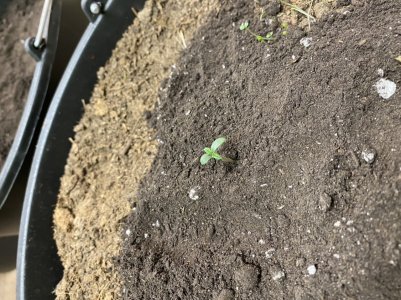 D31D7F0A-4C59-4207-9FE8-C4E0690D7574.jpeg D31D7F0A-4C59-4207-9FE8-C4E0690D7574.jpeg