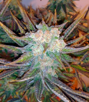 1648987270144.png 1648987270144.png