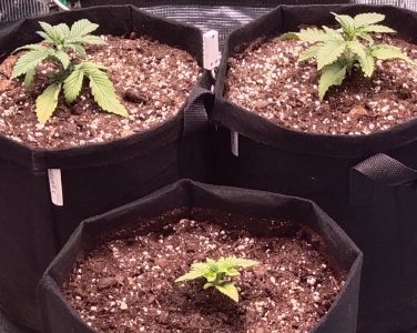 IMG_20220403_191337.jpg IMG_20220403_191337.jpg