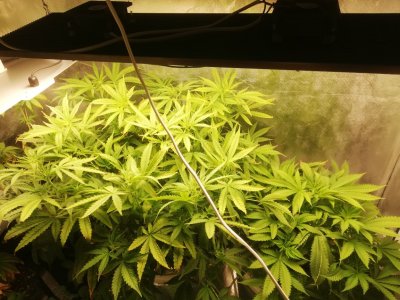 IMG_20220404_210353.JPEG IMG_20220404_210353.JPEG