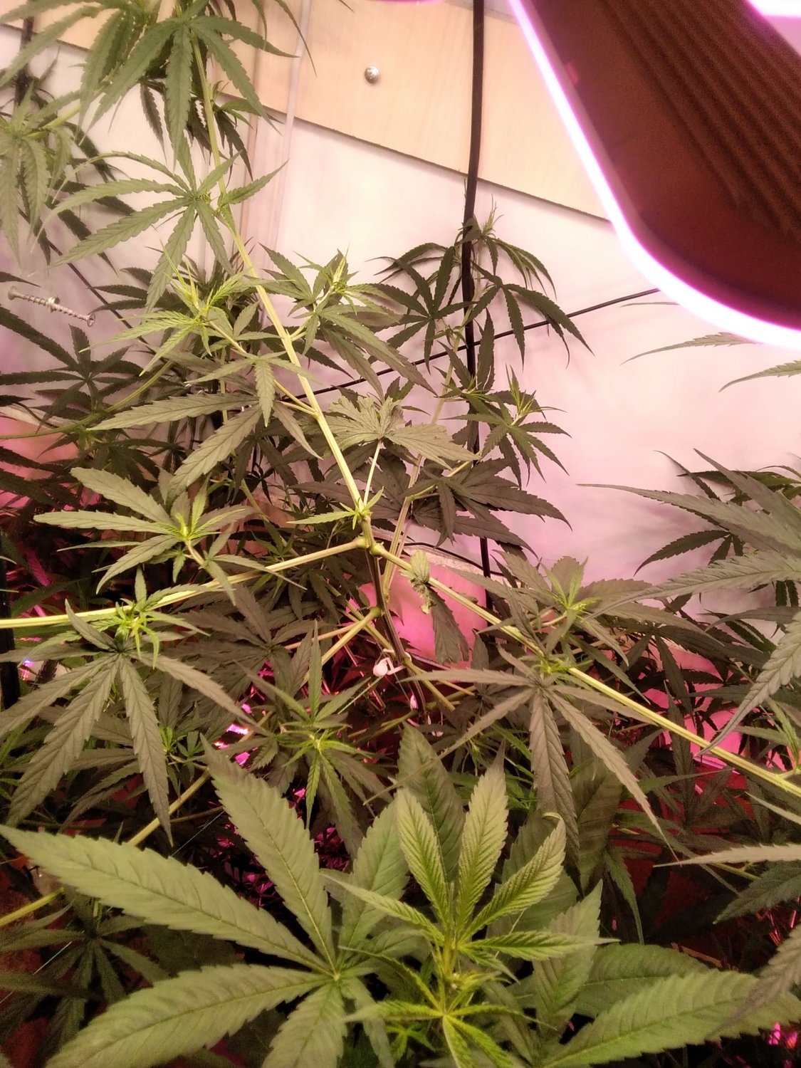 IMG_20220331_152318.jpg IMG_20220331_152318.jpg