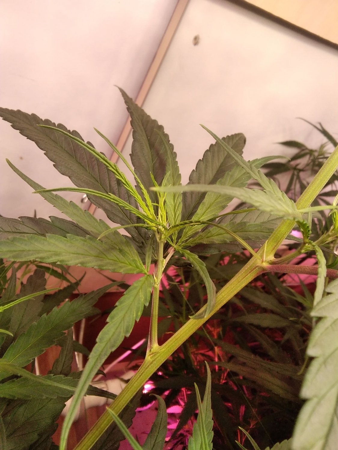 IMG_20220331_152345.jpg IMG_20220331_152345.jpg