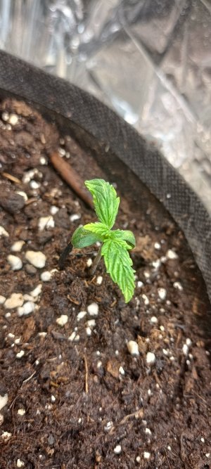 IMG_20241103_153630.jpg IMG_20241103_153630.jpg