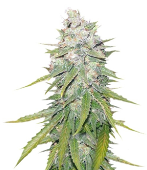 1730803096501.png 1730803096501.png