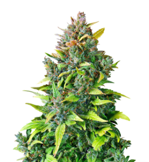 1730803099818.png 1730803099818.png