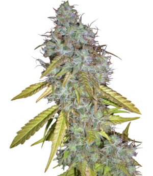 1730812502638.png 1730812502638.png