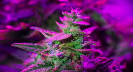 1730812653826.png 1730812653826.png