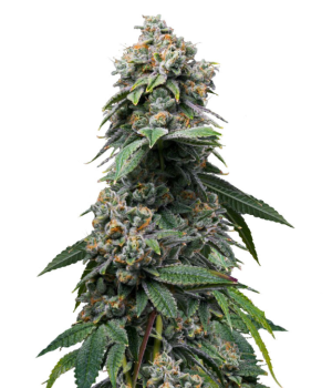 1731327303262.png 1731327303262.png