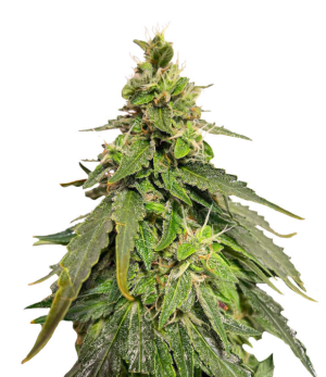 1731327457327.png 1731327457327.png