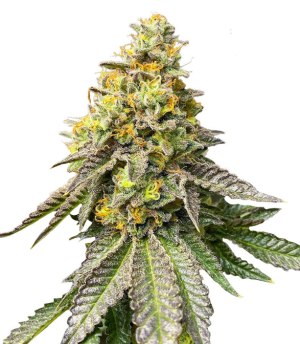 1731418723547.png 1731418723547.png