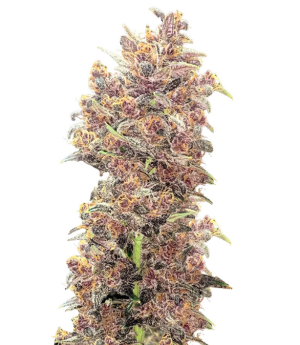 1731418882799.png 1731418882799.png