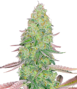 1731421201227.png 1731421201227.png