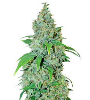 1731531186725.png 1731531186725.png