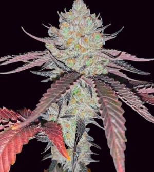 1731565336913.png 1731565336913.png