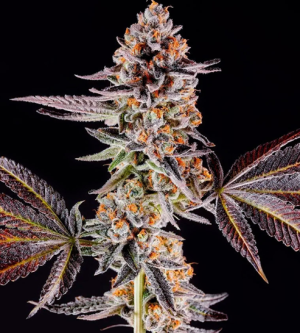 1731566076656.png 1731566076656.png