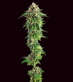 1731566701847.png 1731566701847.png