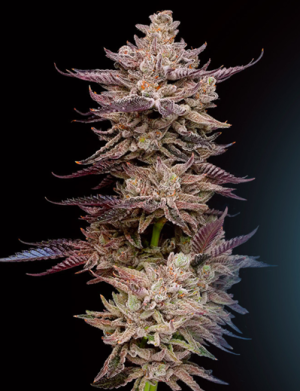 1731581329013.png 1731581329013.png