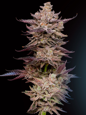 1731585673561.png 1731585673561.png