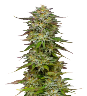 1731692518079.png 1731692518079.png