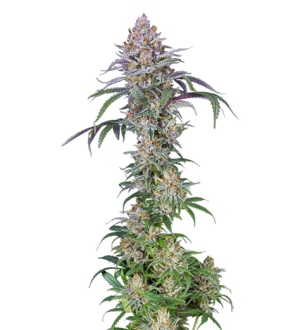 1731693075730.png 1731693075730.png