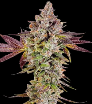 permafunk.png permafunk.png