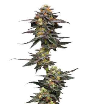 vanilla frosting.png vanilla frosting.png