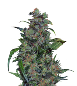 1732557705218.png 1732557705218.png