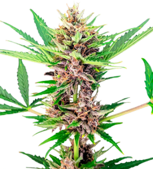 1732621628339.png 1732621628339.png