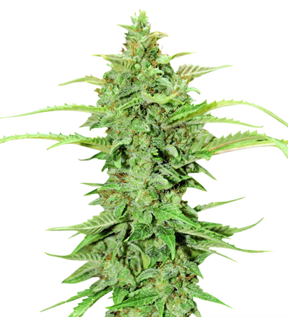 1732641235064.png 1732641235064.png