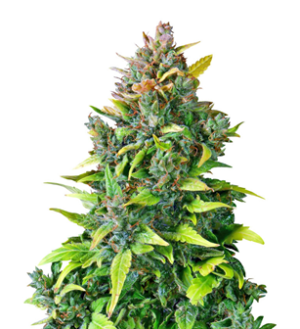 1732641242585.png 1732641242585.png