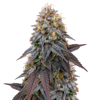 1732712074611.png 1732712074611.png